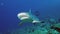 A front shot of a Grey Reef Shark