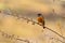 Front side of Blue-fronted redstart perching on tree stick with sharp feathers in details