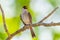 Front side portrait of Sooty-headed bulbul(Pycnonotus aurigaster)