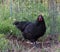 Front and side view of Black Cochin hen pullet.