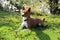 Front and side view of a two tone basenji in a natural landscape in meppen emsland niedersachsen germany