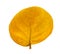 Front side of yellow leaves of the Seagrape plant or known as Seaside grape, isolated and die cut with clipping path on white