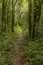 Front vertical view of a dirt track in the middle of the forest surrounded by trees