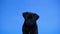 Front view of an adorable pug breed dog sitting, looking up and barking. Black pet in the studio on a blue background