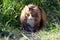 Front view of a adult male norwegian forest cat walking over the lawn looking curiously at camera