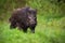 Front view of adult wild boar,sus scrofa, walking through the green countryside