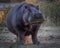 Front view of an aggressive hippopotamus