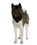 Front view of Akita Inu, standing