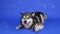 Front view of the Alaskan Malamute lying in the studio on a blue background. The pet monitors the soap bubbles, then