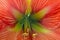 Front view of the amaryllis flower; symmetry of the green center of the flower.