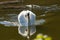 Front view of a angry swan swimming directly toward the camera in backlight