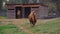 Front view of animal Bactrian camel Camelus bactrianus standing on a hummock.