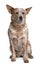 Front view of Australian Cattle Dog, sitting