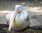 Front view from a Australian pelicans lying on the beach