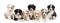 Front view of Australian Shepherd puppies, 6 weeks old