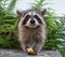 Front view of a baby raccoon holding food in her front paws..