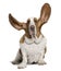 Front view of Basset Hound with ears up, sitting