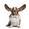 Front view of Basset Hound with ears up, sitting