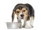 Front view of a Beagle puppy looking sick in front of his bowl