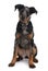 Front view of Beauceron dog, sitting
