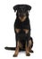 Front view of Beauceron, sitting