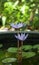 Front view of beautiful purple lotus flower in blossom outdoor. Natural and plant concept. Serene and meditation atmosphere. =