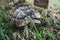 Front view of beautiful turtle with textured shell coming in grass. Reptile walking or crawling on a park ground. Serious face