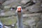 Front view beautifull geese, animal life ABD portraid