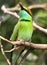 Front View of Bee Eater on The Tree