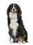 Front view of Bernese mountain dog sitting