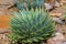 Front view of big wet Spiral Aloe cacti plant in green grown in