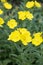 Front view of blooming evening primrose   Oenothera biennis multiple blossoms outdoor in the garden with a green background of t
