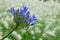 Front view of a bright blue blooming flower of Agapanthus, or Lily of the Nile