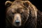 Front view of brown bear isolated on black background.