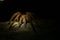 Front view of a brown tarantula showing the many legs with plenty of copyspace in the black background