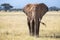 Front view of a bull elephant in the grasslands of Amboseli National Park