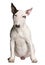 Front view of Bull terrier, sitting
