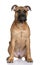 Front view Bullmastiff puppy, sitting