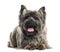 Front view of a Cairn Terrier lying, panting, isolated