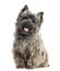 Front view of a Cairn Terrier sitting, panting, isolated