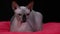 Front view of a canadian sphinx lying on a red blanket in the studio on a black background. The cat is alarming, he