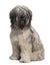 Front view of Catalan Sheepdog, sitting