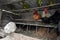 Front view of chickens nesting in a small farm chicken coop