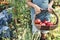 Front view of child holding wicker basket with ripe tomatoes