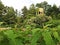 Front View of Chimes Tower at Longwood Gardens