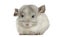 Front view of a Chinchilla, isolated