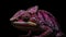 front view, Close-up of a purple-glowing pink chameleon looking at the camera from side angle on the black background