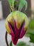 Front view and closeup of isolated beautiful semi open young bud of purple dahlia flower.