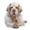 Front view of Clumber Spaniel dog, lying down