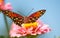 Front view of a colorful Gulf Fritilary butterfly